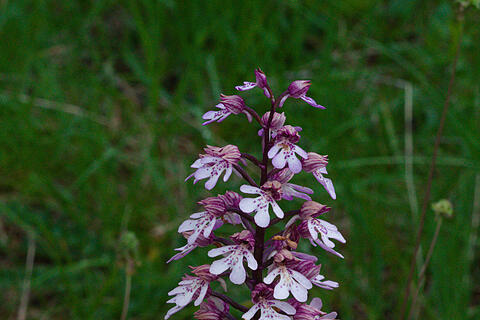 Orchidee