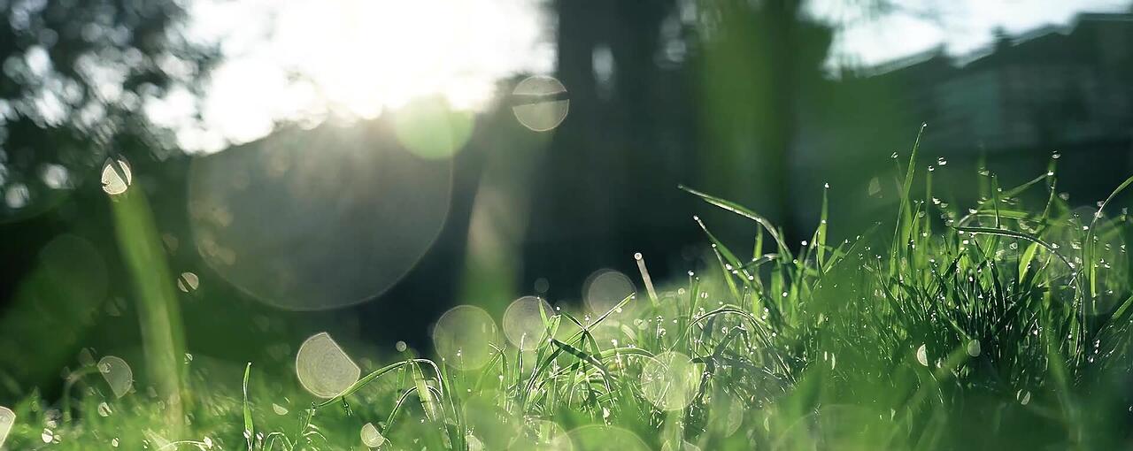 Grass aus Entenhausen