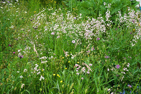 Wildblumenwiese im Mai