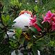 Lass Blumen sprechen!