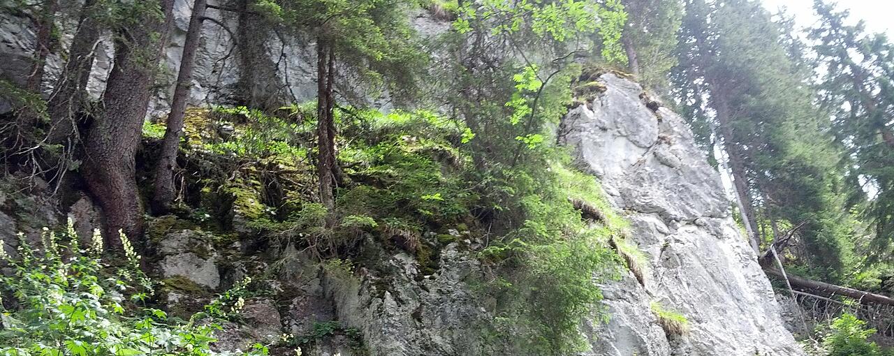 Bergwald