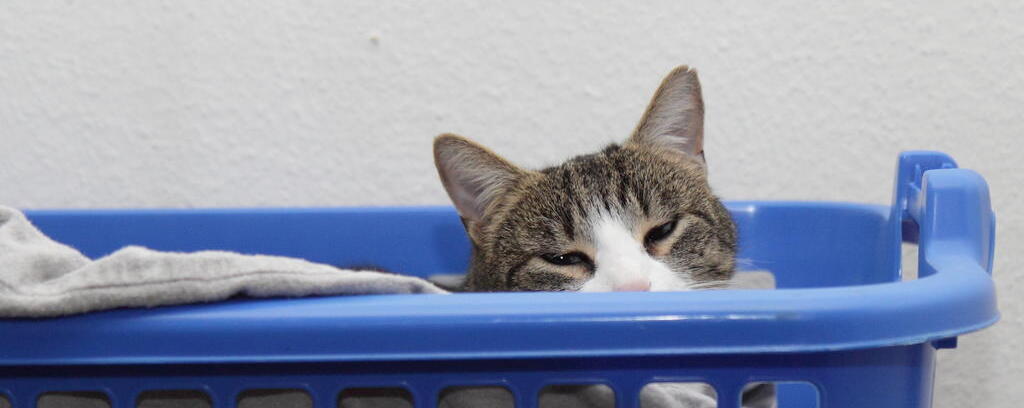 W&auml;schekatze
