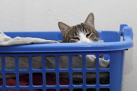 W&auml;schekatze